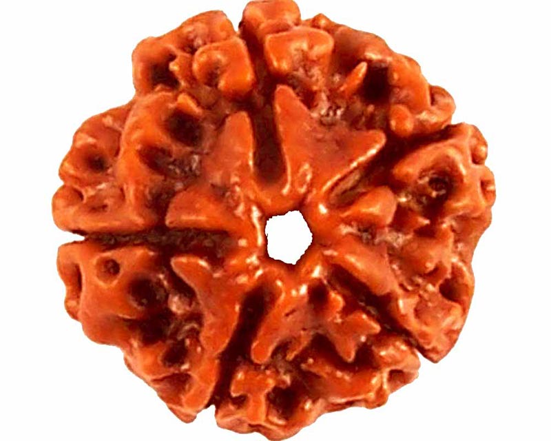 5 Mukhi Rudraksha